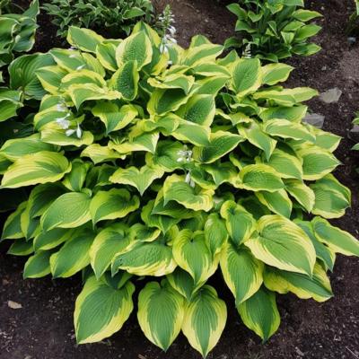 Hosta 'Satisfaction'